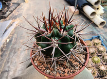 Gymnocalycium horridispinum VoS882