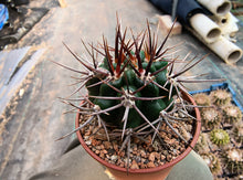 Gymnocalycium horridispinum VoS882