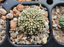 Astrophytum asterias superkabuto hybrids