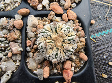 Astrophytum asterias superkabuto hybrids
