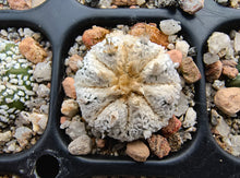 Astrophytum asterias superkabuto hybrids