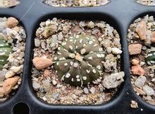 Astrophytum asterias superkabuto hybrids