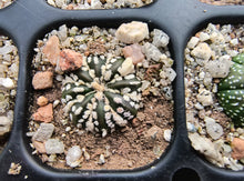 Astrophytum asterias superkabuto hybrids