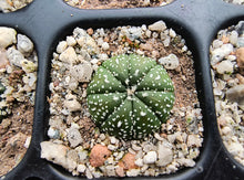 Astrophytum asterias superkabuto hybrids