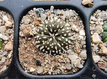Astrophytum asterias superkabuto hybrids