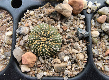 Astrophytum asterias superkabuto hybrids