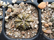 Astrophytum asterias superkabuto hybrids