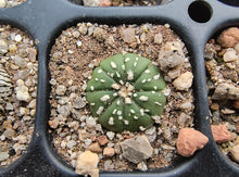 Astrophytum asterias superkabuto hybrids