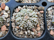 Astrophytum asterias superkabuto hybrids