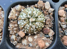 Astrophytum asterias superkabuto hybrids