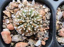 Astrophytum asterias superkabuto hybrids
