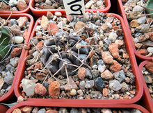 Gymnocalycium berchtii VoS 902