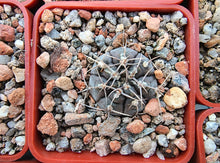 Gymnocalycium berchtii VoS 902