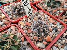 Gymnocalycium berchtii VoS 902