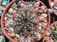 Lobivia arachnacantha FR360