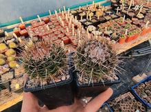 Notocactus roseoluteus