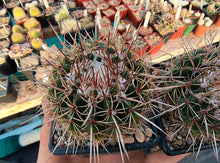 Notocactus roseoluteus