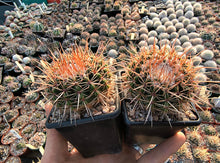 Notocactus roseoluteus