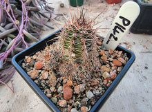 Lobivia aurea subsp. shaferi P142
