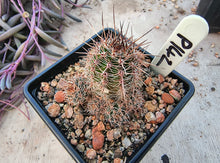 Lobivia aurea subsp. shaferi P142