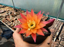 Lobivia maximilliana caespitosa R57