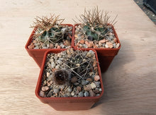 Acanthocalycium thionanthum v. copiapoides P54