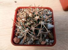 Acanthocalycium thionanthum v. copiapoides P54