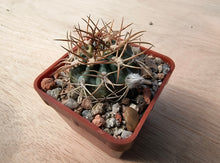 Acanthocalycium thionanthum v. copiapoides P54
