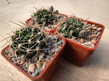 Lobivia acanthoplegma v.patula R54