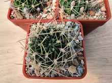 Lobivia acanthoplegma v.patula R54