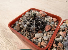 Gymnocalycium berchtii VoS902