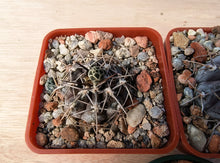 Gymnocalycium berchtii VoS902