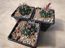 Stenocactus anfractuosus
