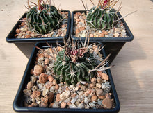 Stenocactus anfractuosus
