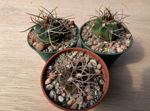 Gymnocalycium nidulans JN65