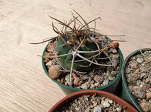 Gymnocalycium nidulans JN65