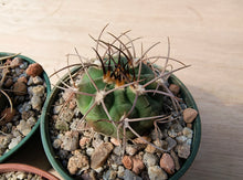 Gymnocalycium nidulans JN65