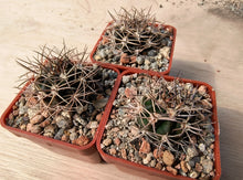 Acanthocalycium brevispinum P45