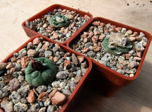 Lophophora koehresii