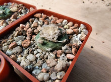Lophophora koehresii