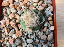 Lophophora koehresii