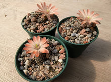 Mediolobivia pectinata AVF64