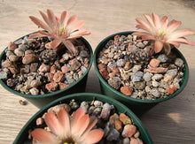 Mediolobivia pectinata AVF64