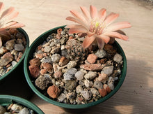 Mediolobivia pectinata AVF64
