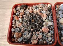 Gymnocalycium obductum JS273