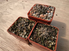 Gymnocalycium bodenbendarianum paucispinum LB1161