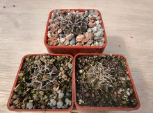 Gymnocalycium bodenbendarianum paucispinum LB1161