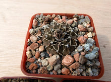 Gymnocalycium bodenbendarianum paucispinum LB1161