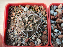 Gymnocalycium riojense JN60