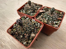 Gymnocalycium quehlianum v.kleinianum VoS666